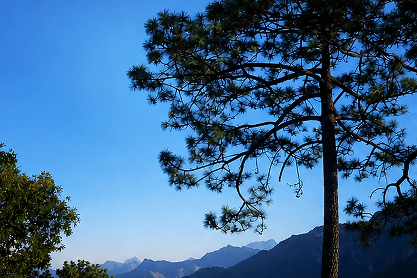 Ladera de pinos sobre la sierra en la mañana